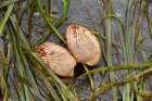 Alaska-Ketchikan-cockle shell on beach Art Print